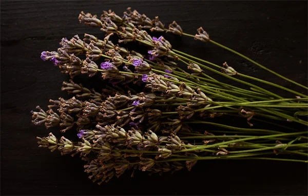 Safe Plants for Reptile Terrariums: Top Picks to Avoid Toxic Mistakes