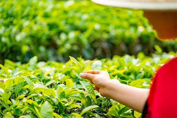 3 Quick Signs of Peony Foliar Nematode Damage (And How to Stop It)