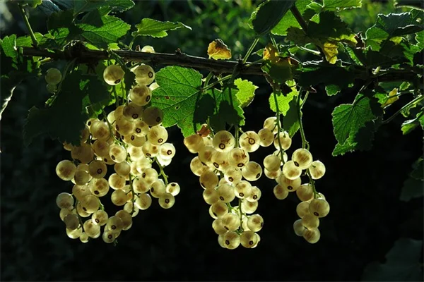 Your September Gardening Tasks for Ohio Valley — Don't Miss These