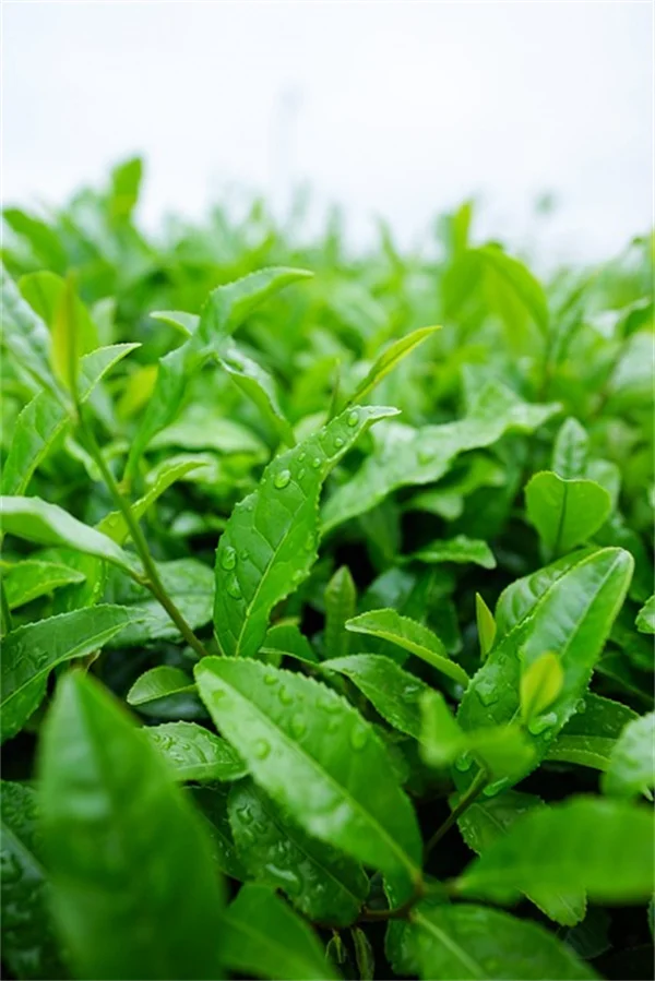 Your September Gardening Tasks for Ohio Valley — Don't Miss These